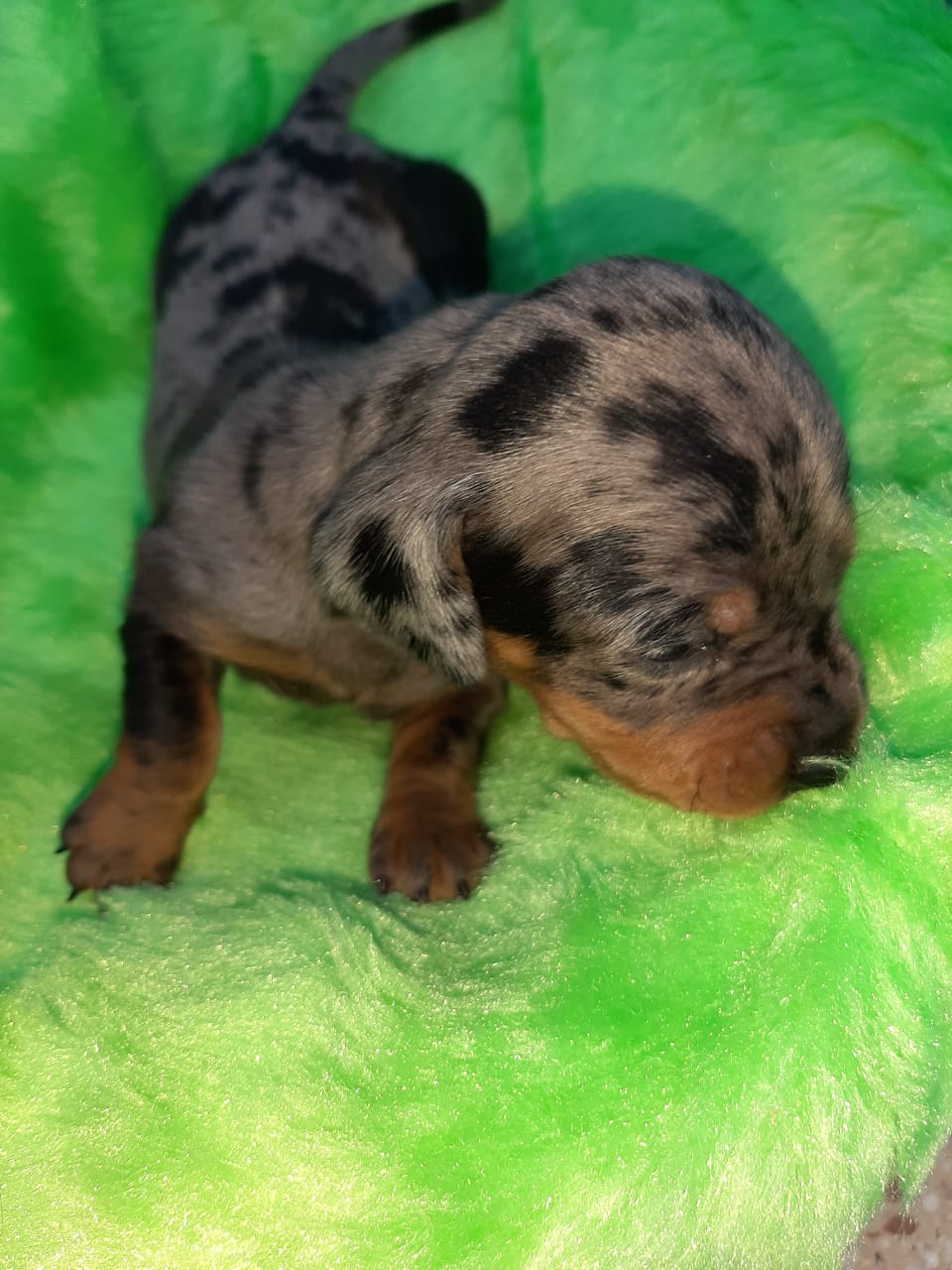 Un pequeño cachorro está acostado sobre una manta verde.