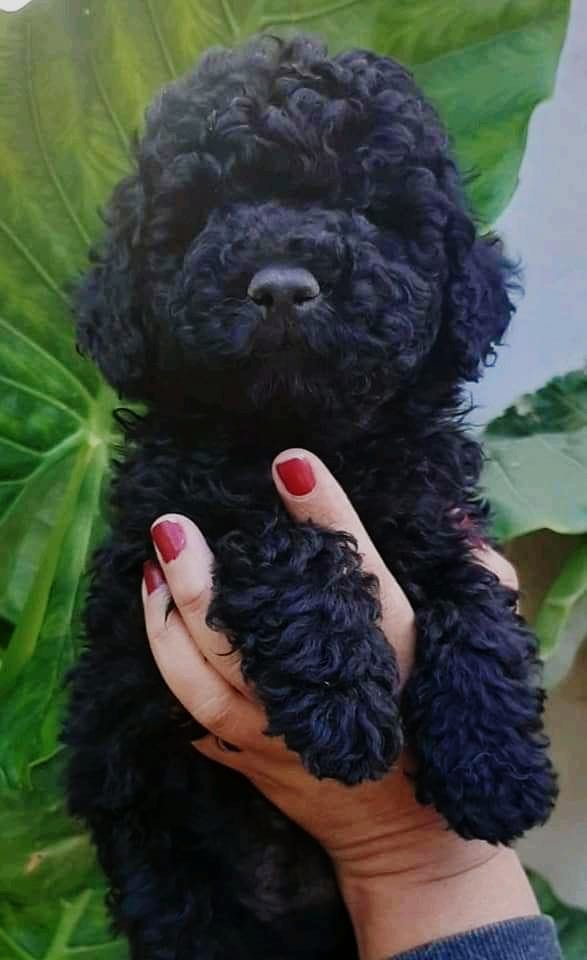 Una persona sostiene un pequeño caniche negro en sus manos.