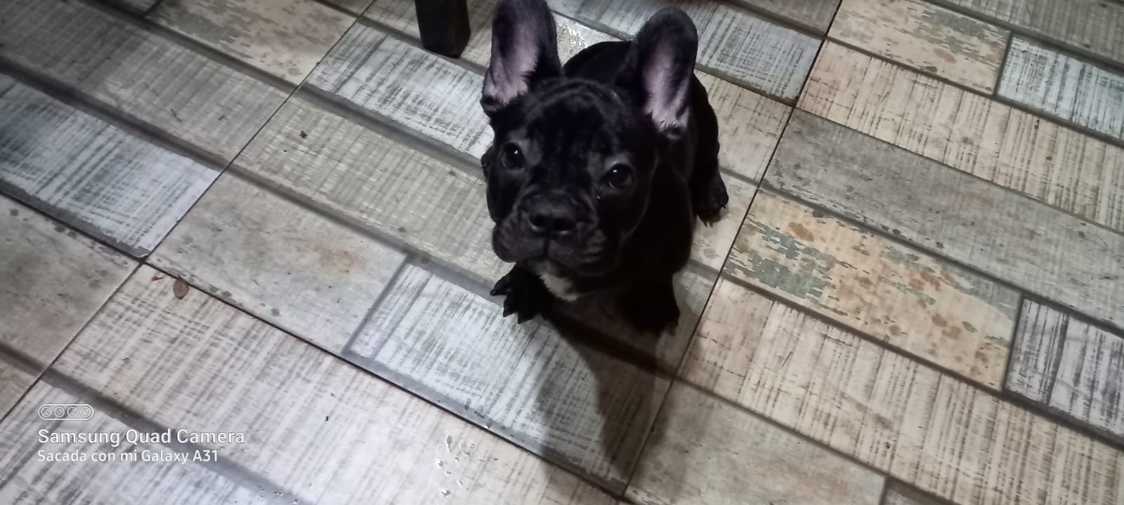 Un cachorro de bulldog francés negro está sentado en un suelo de baldosas mirando a la cámara.