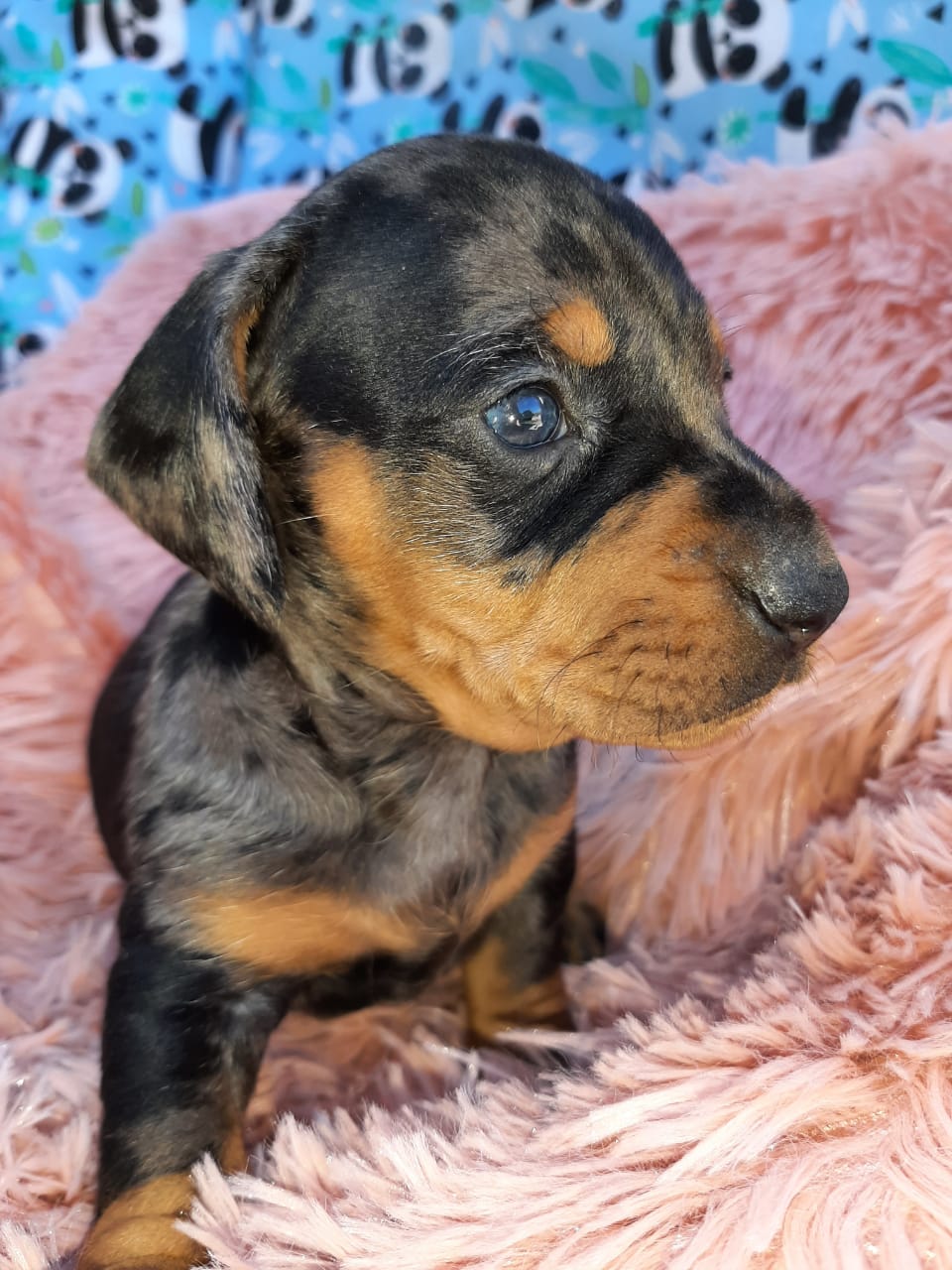Un cachorro negro y marrón está sentado sobre una manta rosa.