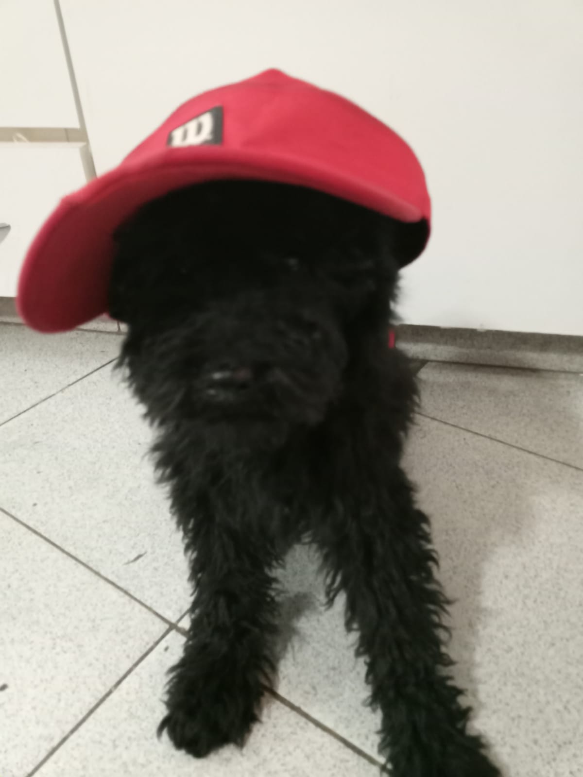 Un pequeño perro negro que lleva un sombrero rojo con la letra w.