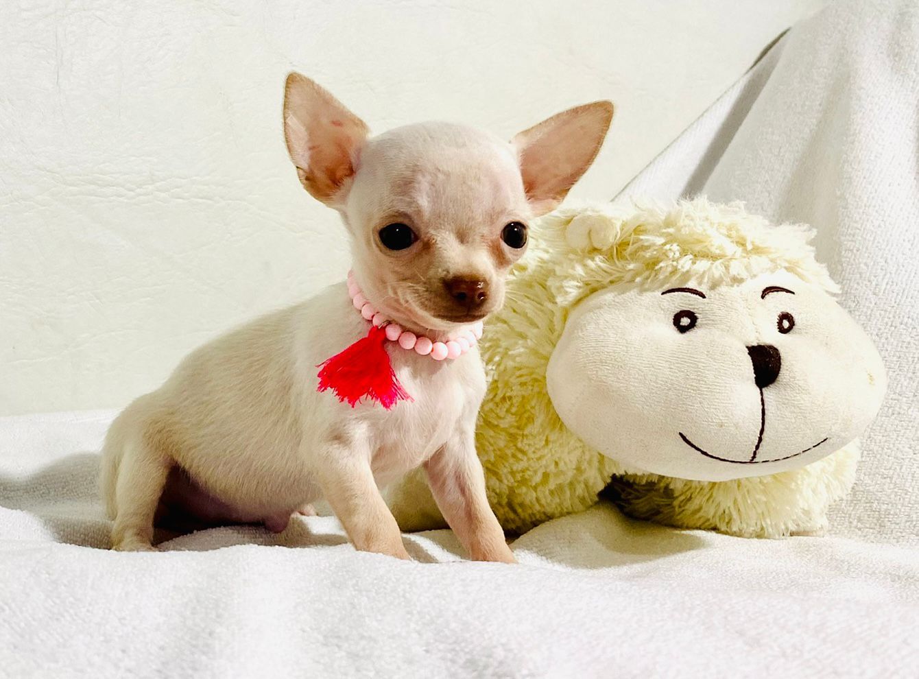 Un pequeño chihuahua blanco está sentado al lado de una oveja de peluche.