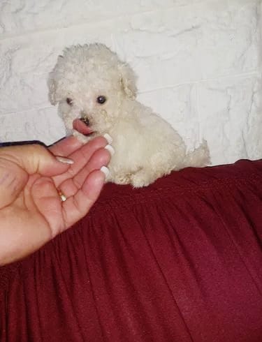 Una persona sostiene un pequeño perro blanco en su mano.