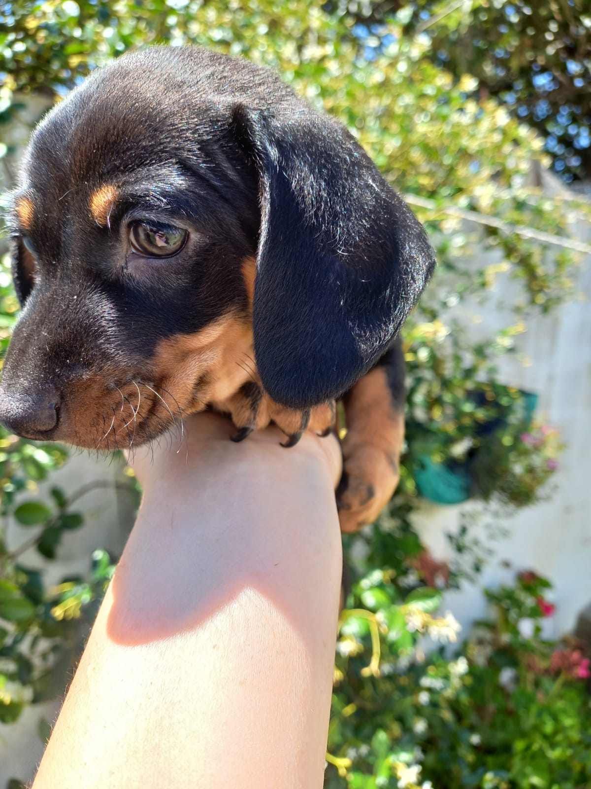 Una persona sostiene un cachorro de perro salchicha en su mano.
