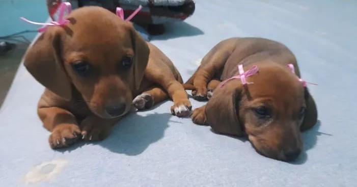 Dos cachorros marrones con lazos rosas en las orejas están acostados en una cama.