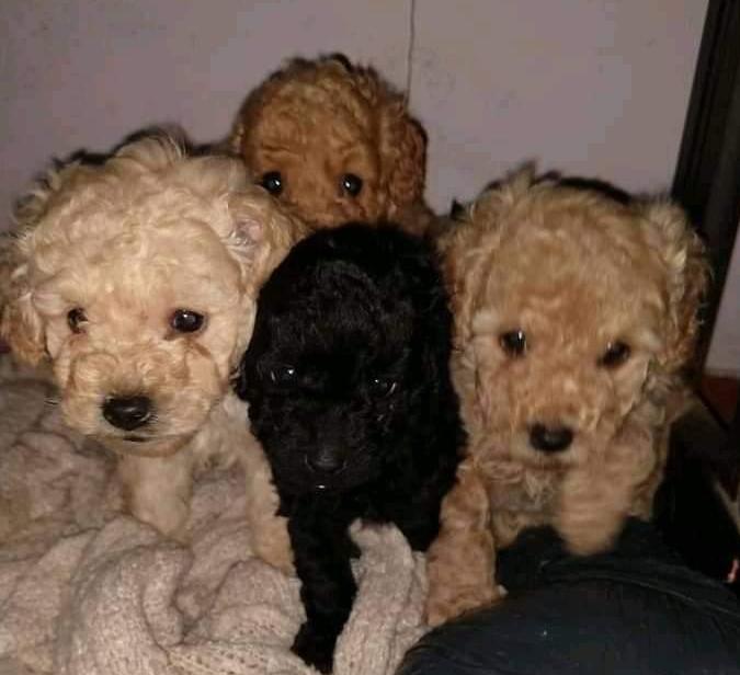 Cuatro pequeños cachorros están sentados uno al lado del otro sobre una manta.