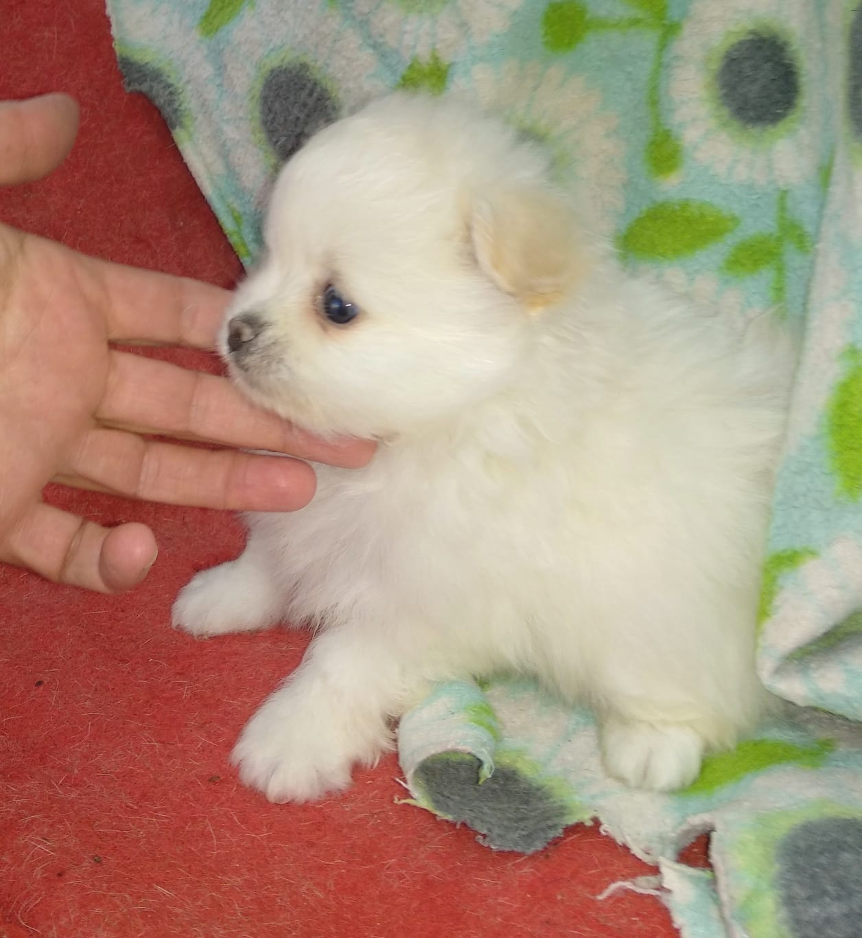 Una persona está acariciando a un pequeño cachorro blanco sobre una manta.