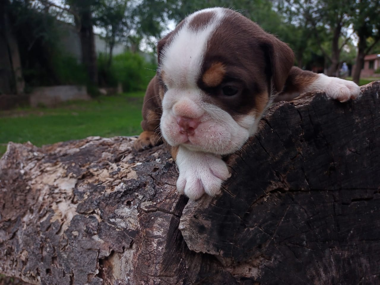 Un cachorro marrón y blanco está acostado sobre un tronco.
