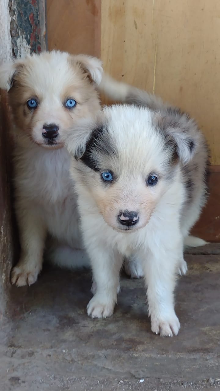 Dos cachorros con ojos azules están parados uno al lado del otro en un piso de madera.