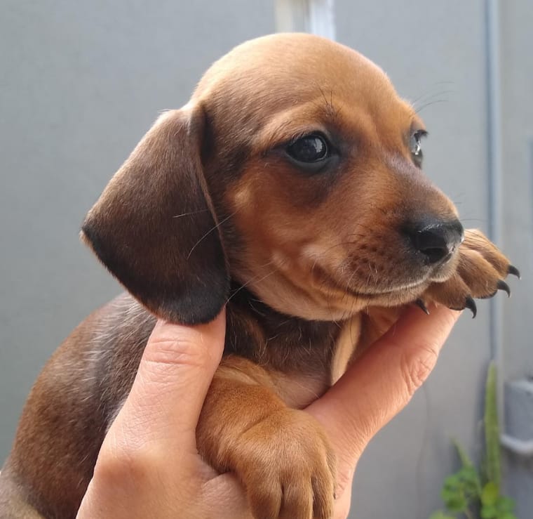 Una persona sostiene un cachorro marrón en su mano.