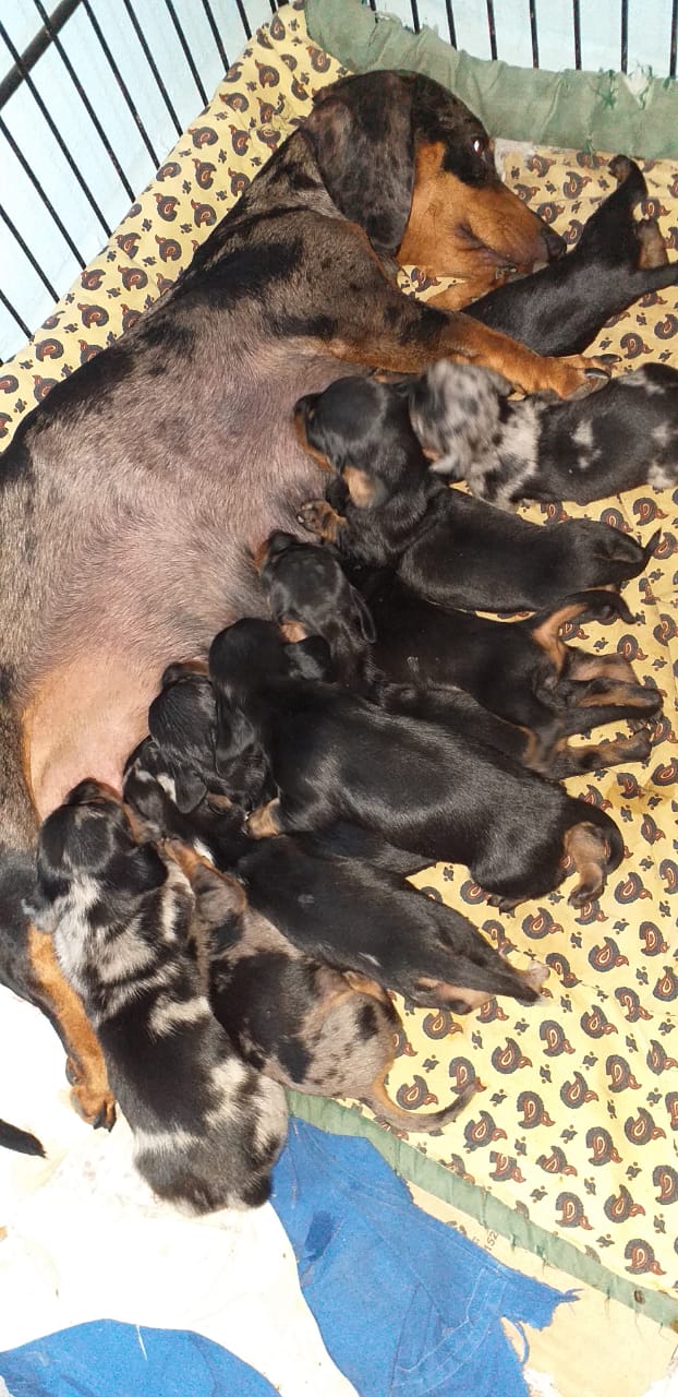 Una perra está acostada sobre una manta con estampado de leopardo con sus cachorros.