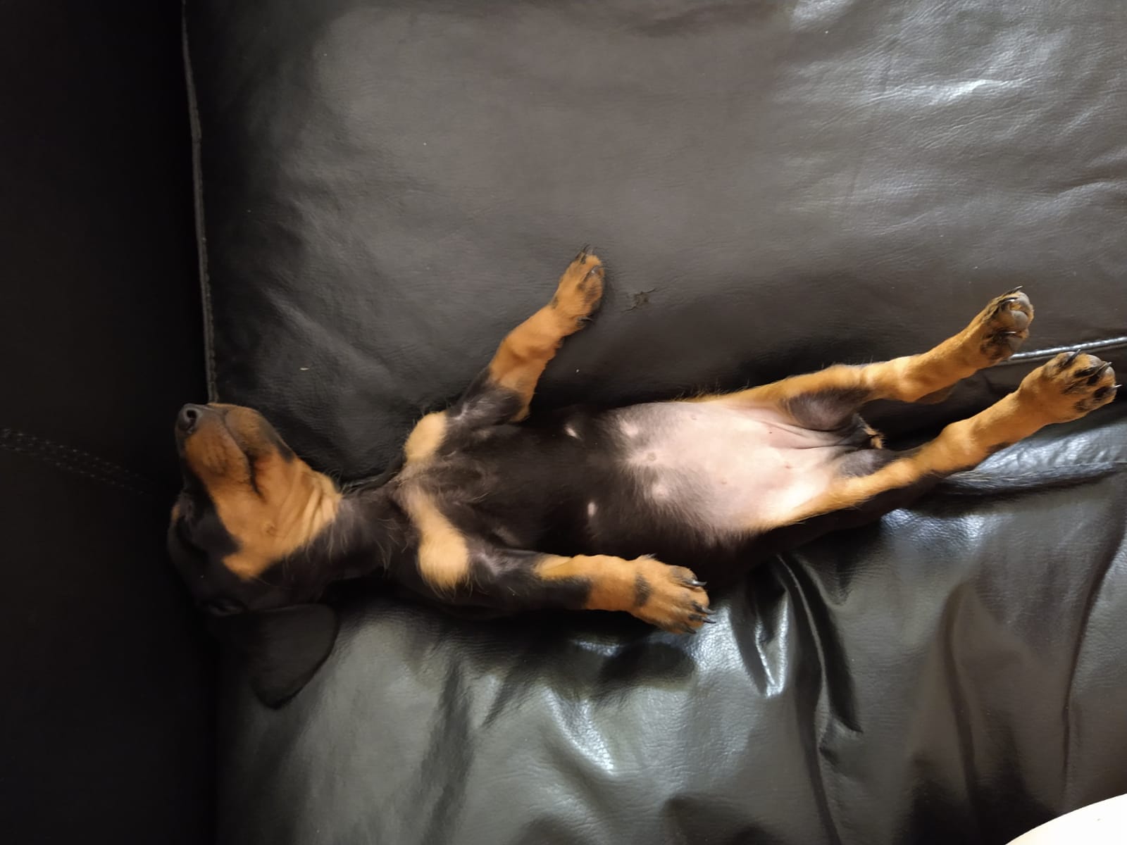 Un perro marrón y negro está acostado boca arriba en un sofá de cuero negro.