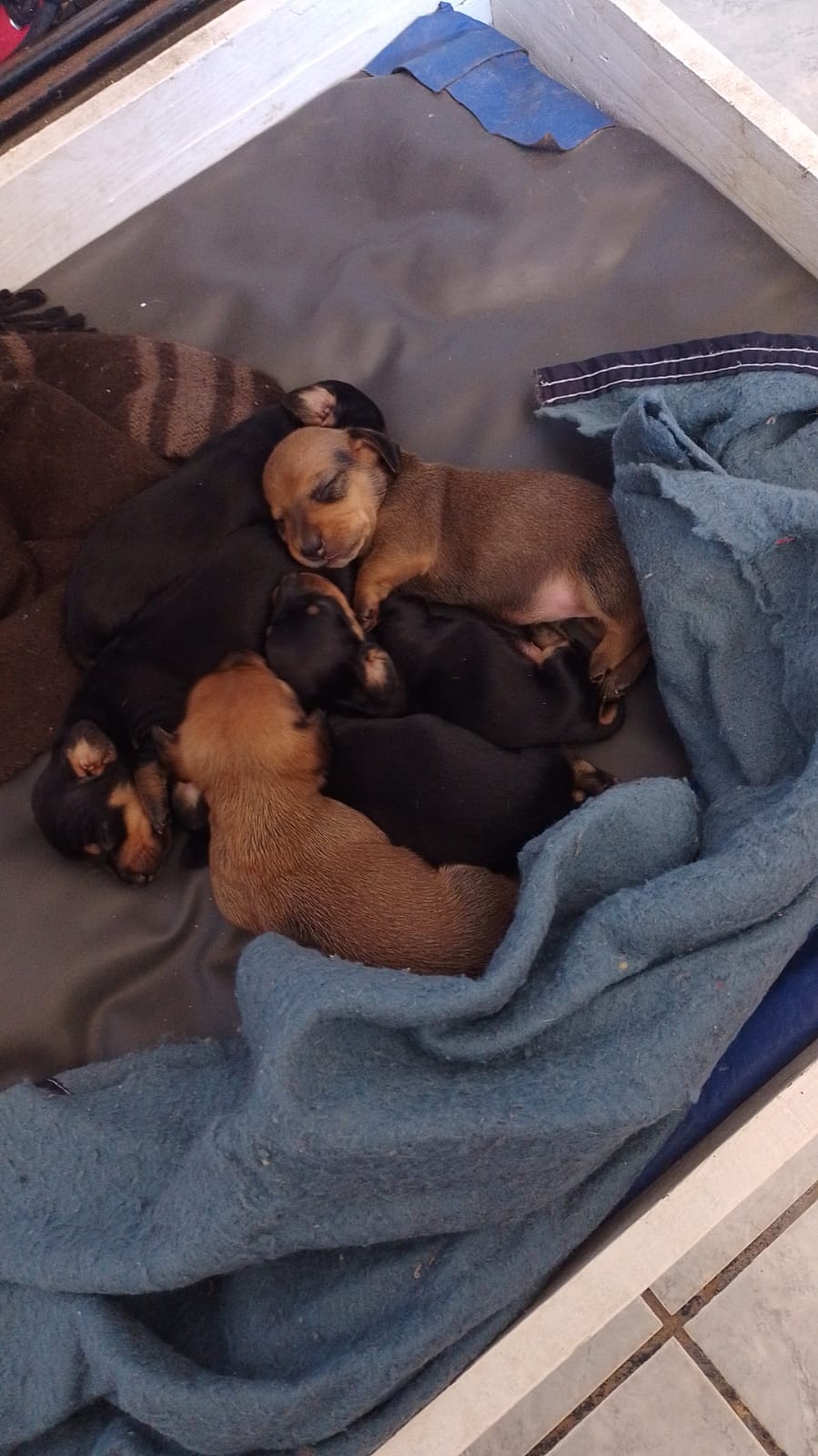 Un grupo de cachorros están acostados uno encima del otro sobre una manta.