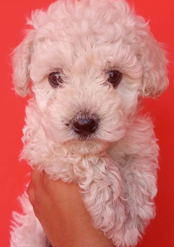 Una persona sostiene un pequeño cachorro de caniche blanco en su mano.