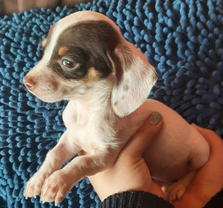 Una persona sostiene un pequeño cachorro marrón y blanco.