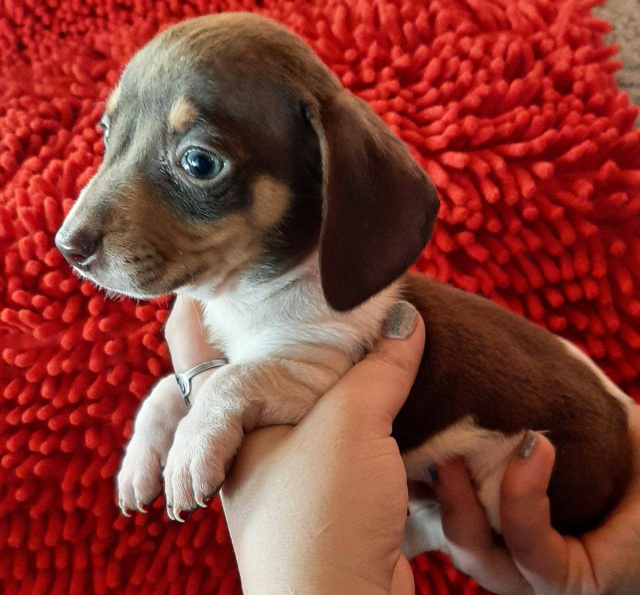 Una persona sostiene un cachorro marrón y blanco sobre una alfombra roja.