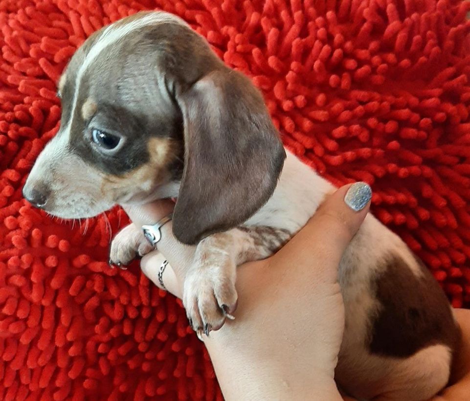 Una persona sostiene un cachorro marrón y blanco sobre una alfombra roja.