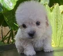 Un pequeño cachorro de caniche blanco está sentado en una mesa al lado de una planta.