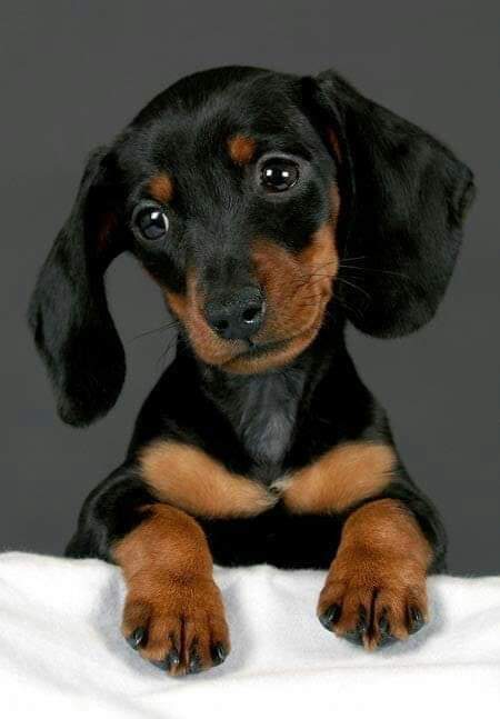 Un cachorro de perro salchicha negro y marrón está acostado sobre una manta blanca.