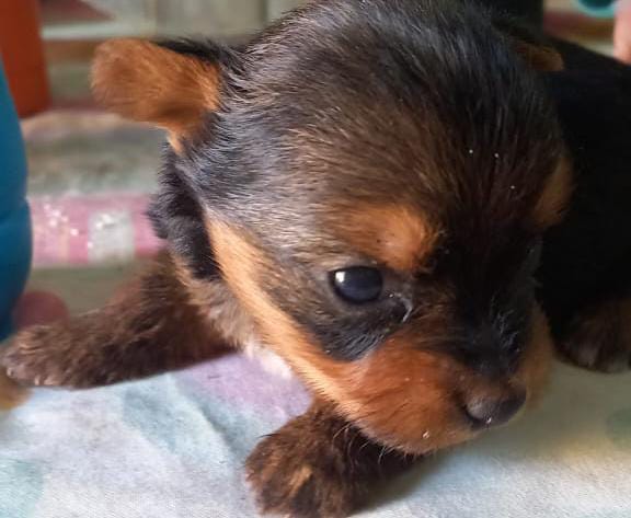 Un pequeño cachorro marrón y negro está acostado en una cama.