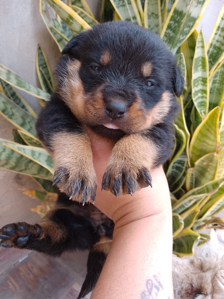 Una persona sostiene en su mano un pequeño cachorro negro y marrón.
