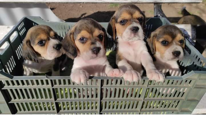 Cuatro cachorros beagle están sentados en una caja de plástico.