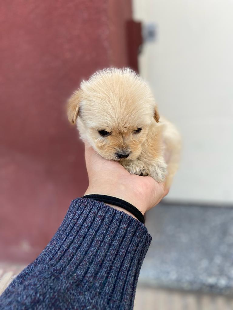 Una persona sostiene un pequeño cachorro en su mano.