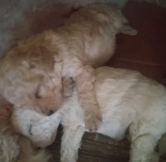 Dos cachorros duermen uno al lado del otro en una cama.