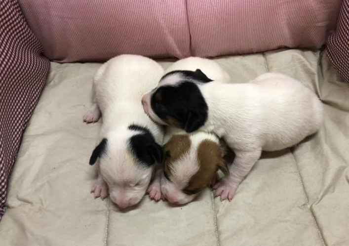Tres cachorros están acostados uno encima del otro en una cama.