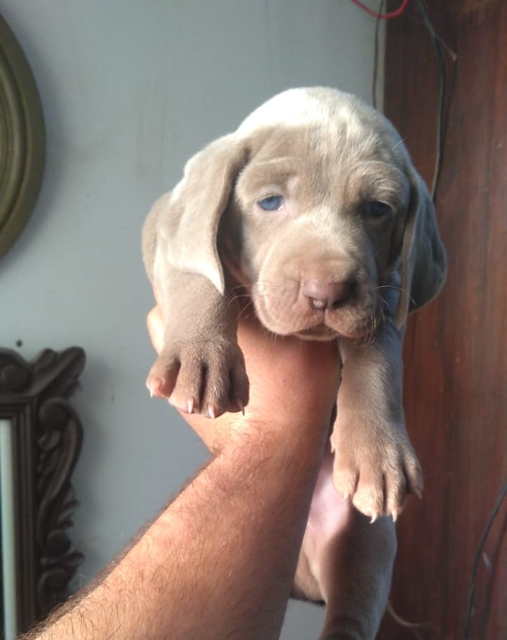 Una persona sostiene un pequeño cachorro en su mano.