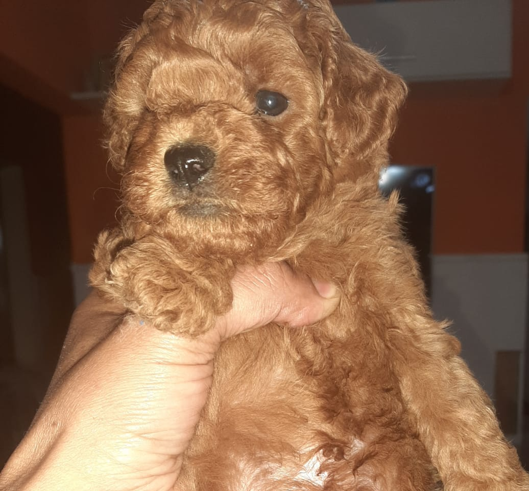 Una persona sostiene en su mano un pequeño cachorro de caniche marrón.