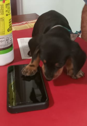 Un cachorro está mirando un teléfono celular sobre una mesa roja.
