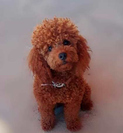 Un pequeño caniche marrón está sentado en la nieve y mira a la cámara.