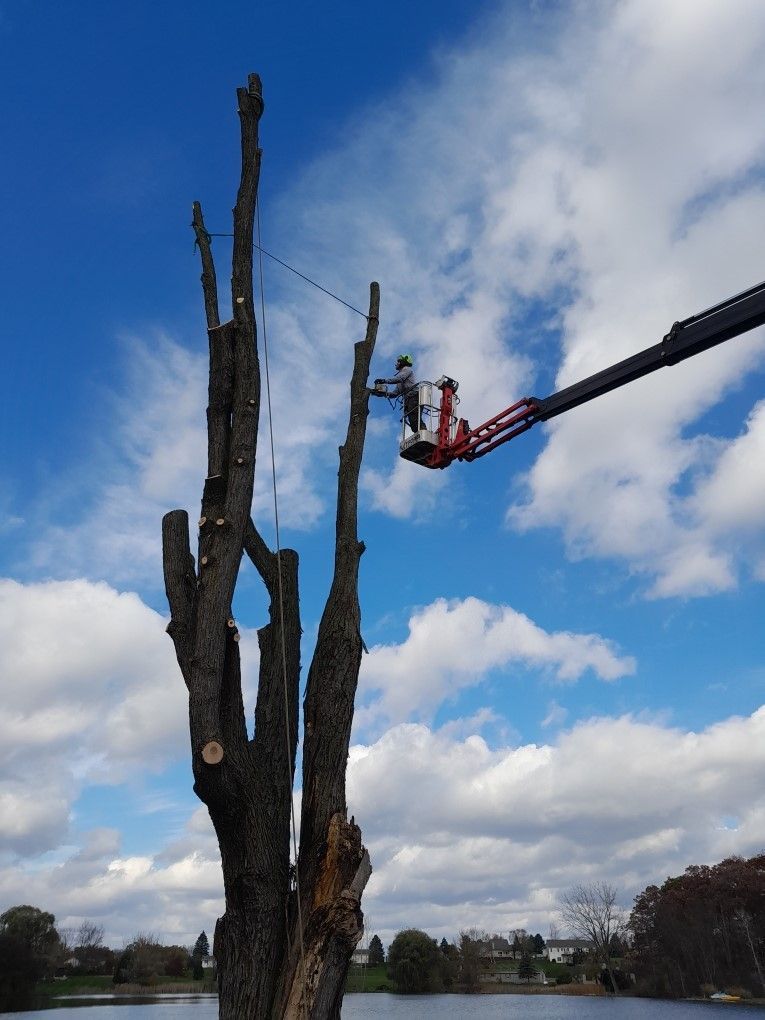 Cutting Tree Branches with Chainsaw — Kendallville, IN — Landis Tree & Stump