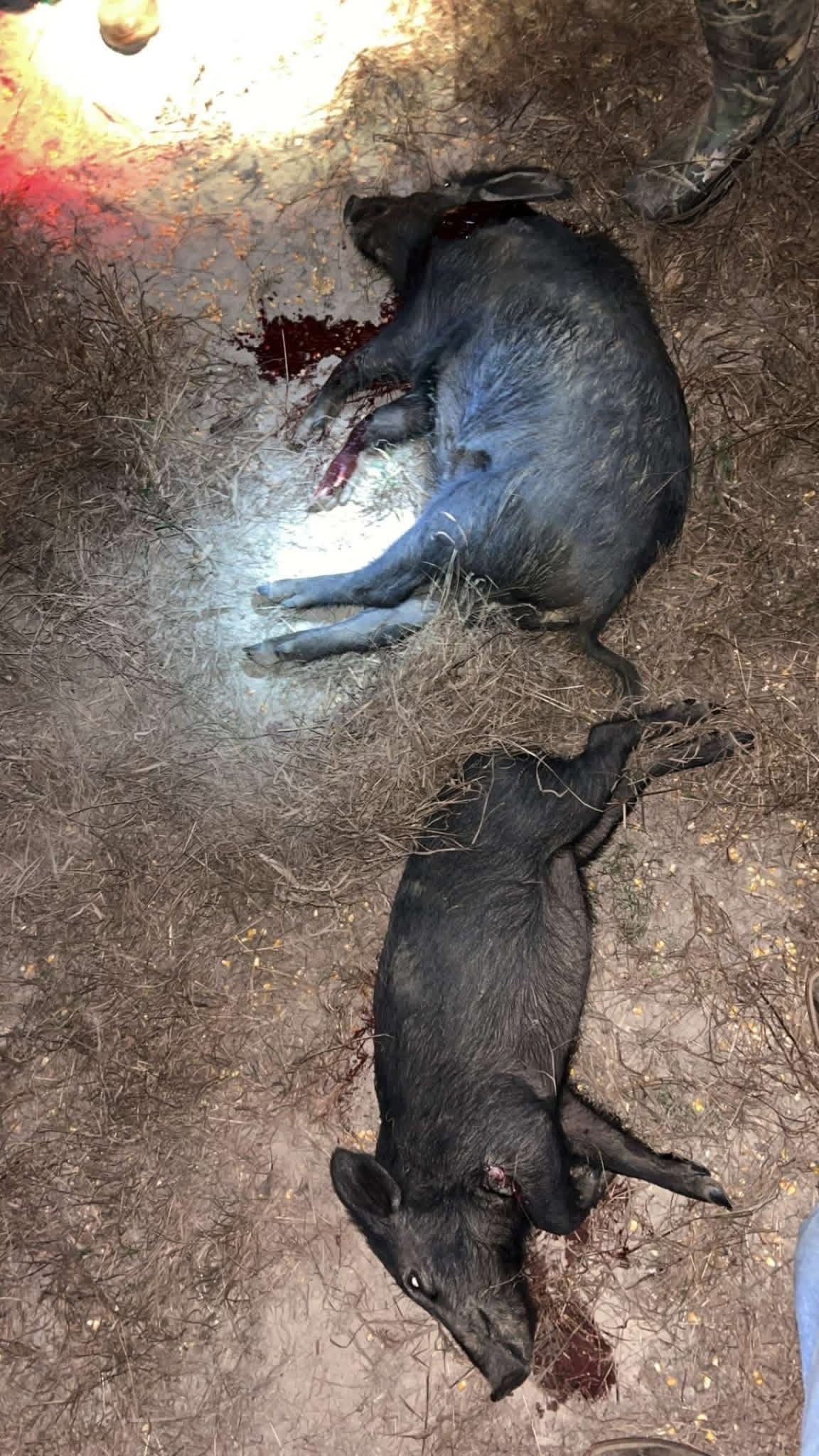 Two dead wild boars on a dirt ground with blood.