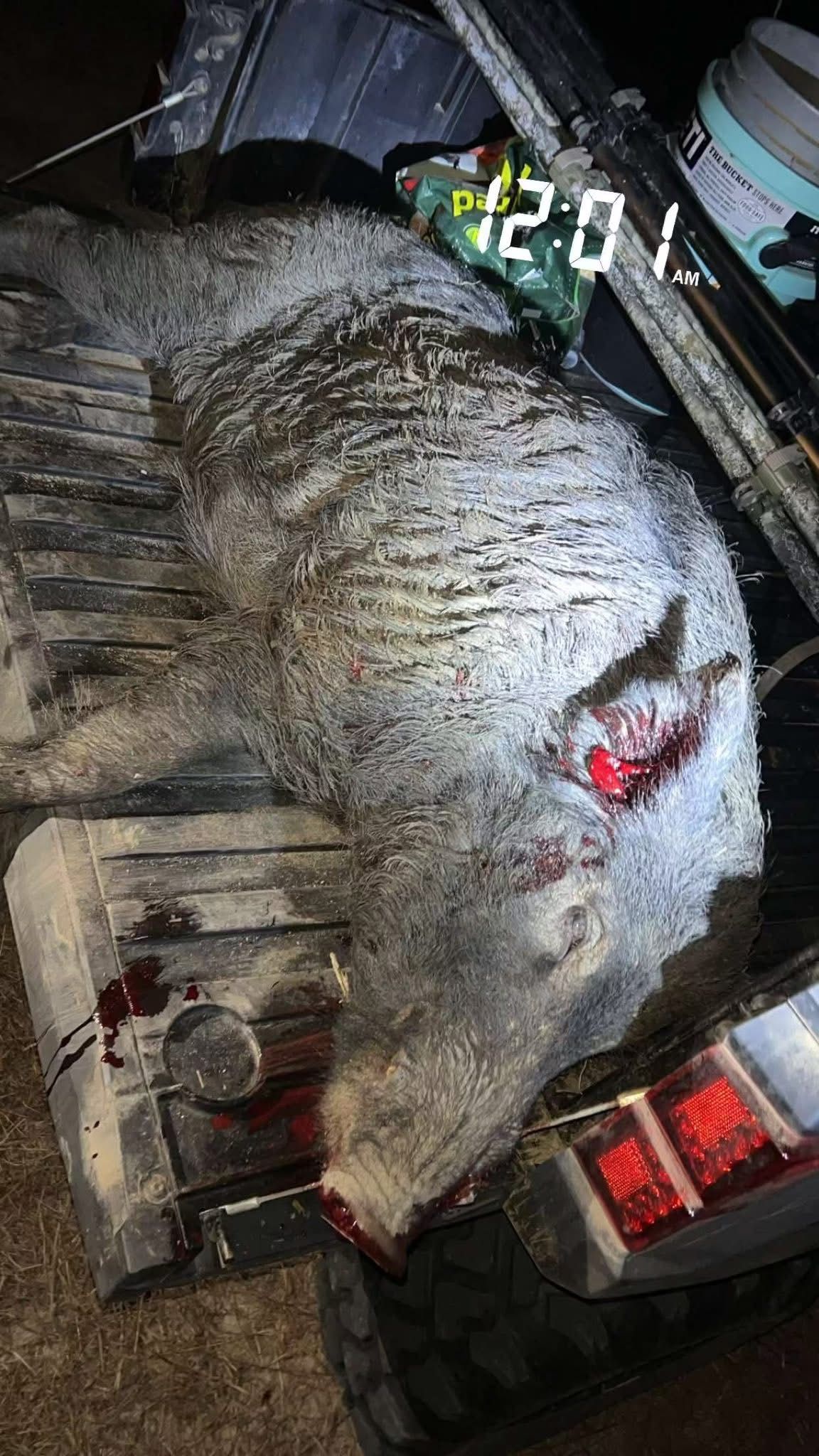 Wild boar carcass in a truck bed, covered in blood. Tail light visible.
