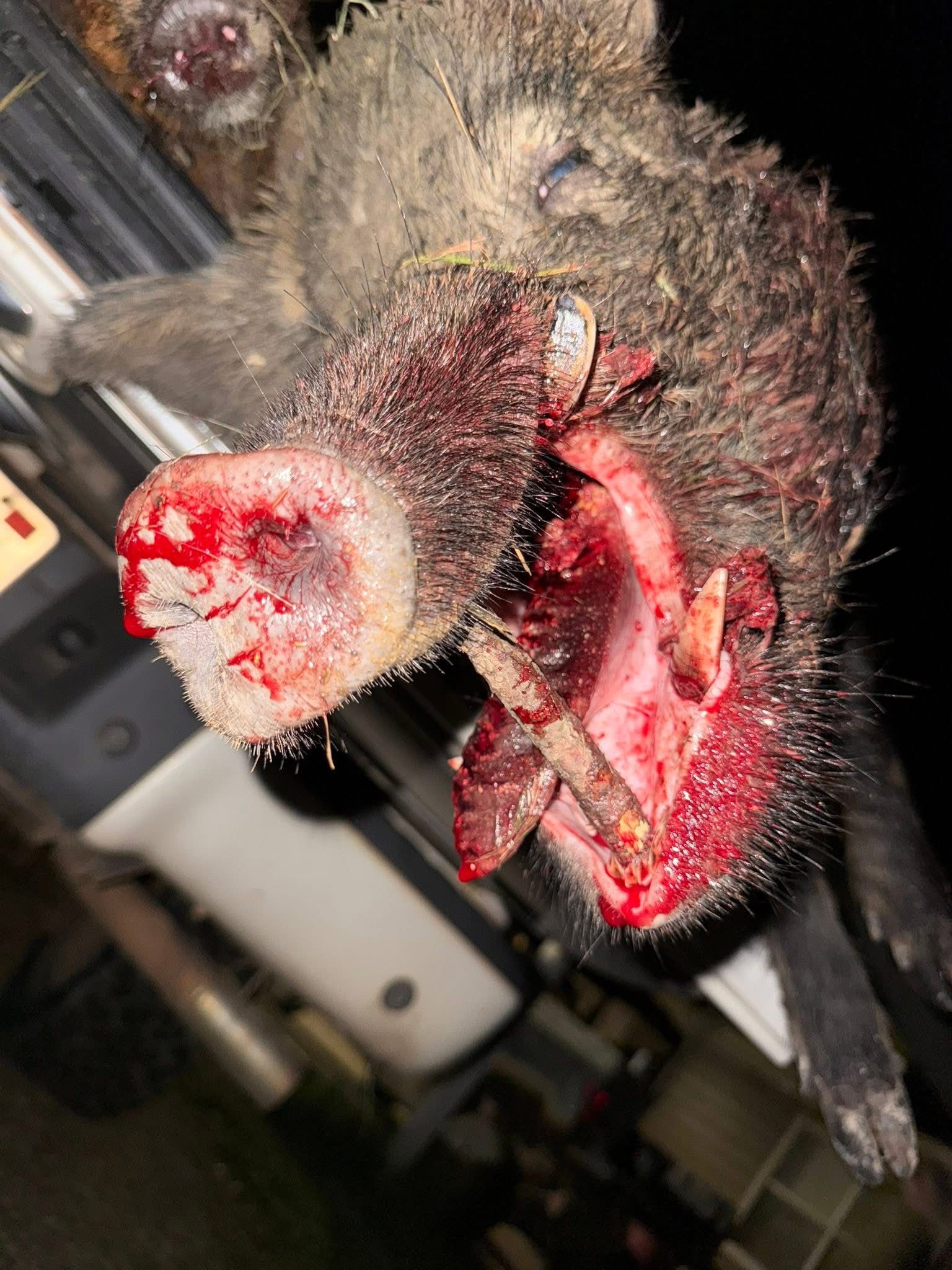 Close-up of a bloody wild boar's head, likely dead. The snout and mouth are heavily damaged.