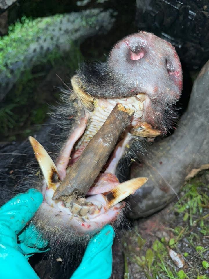 Wild pig's open mouth with stick inside, tusks visible, being held by gloved hand.
