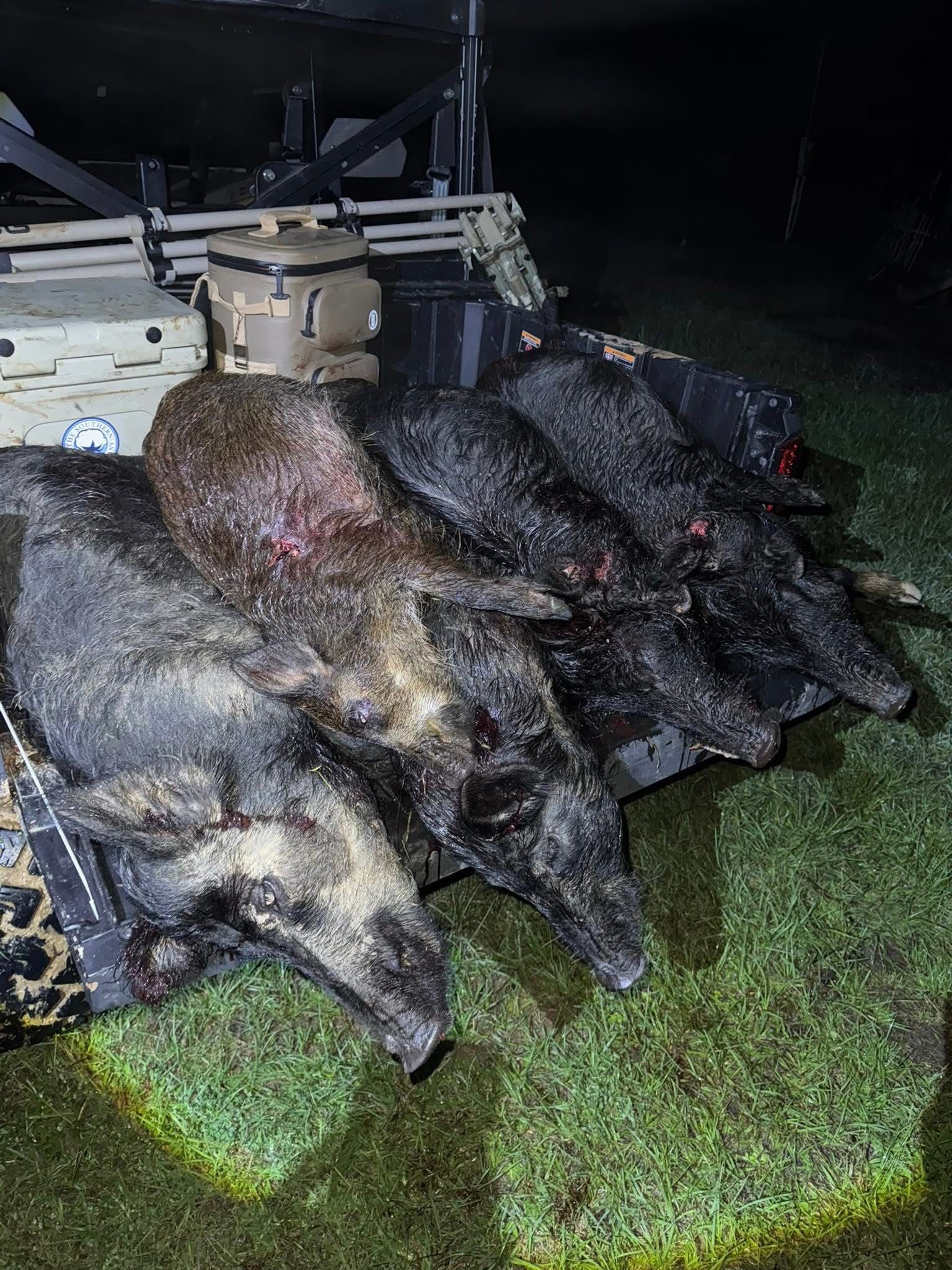 Four dead wild boars lie on the back of a vehicle, in a grassy area at night.