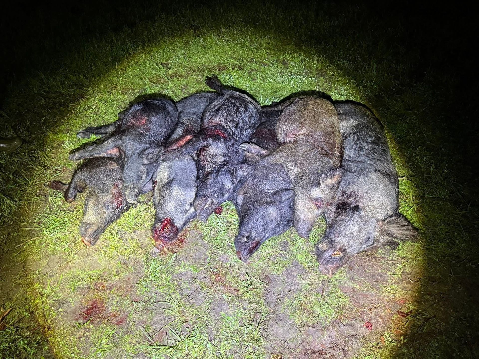 Pile of dead wild hogs on grass, lit by a spotlight.