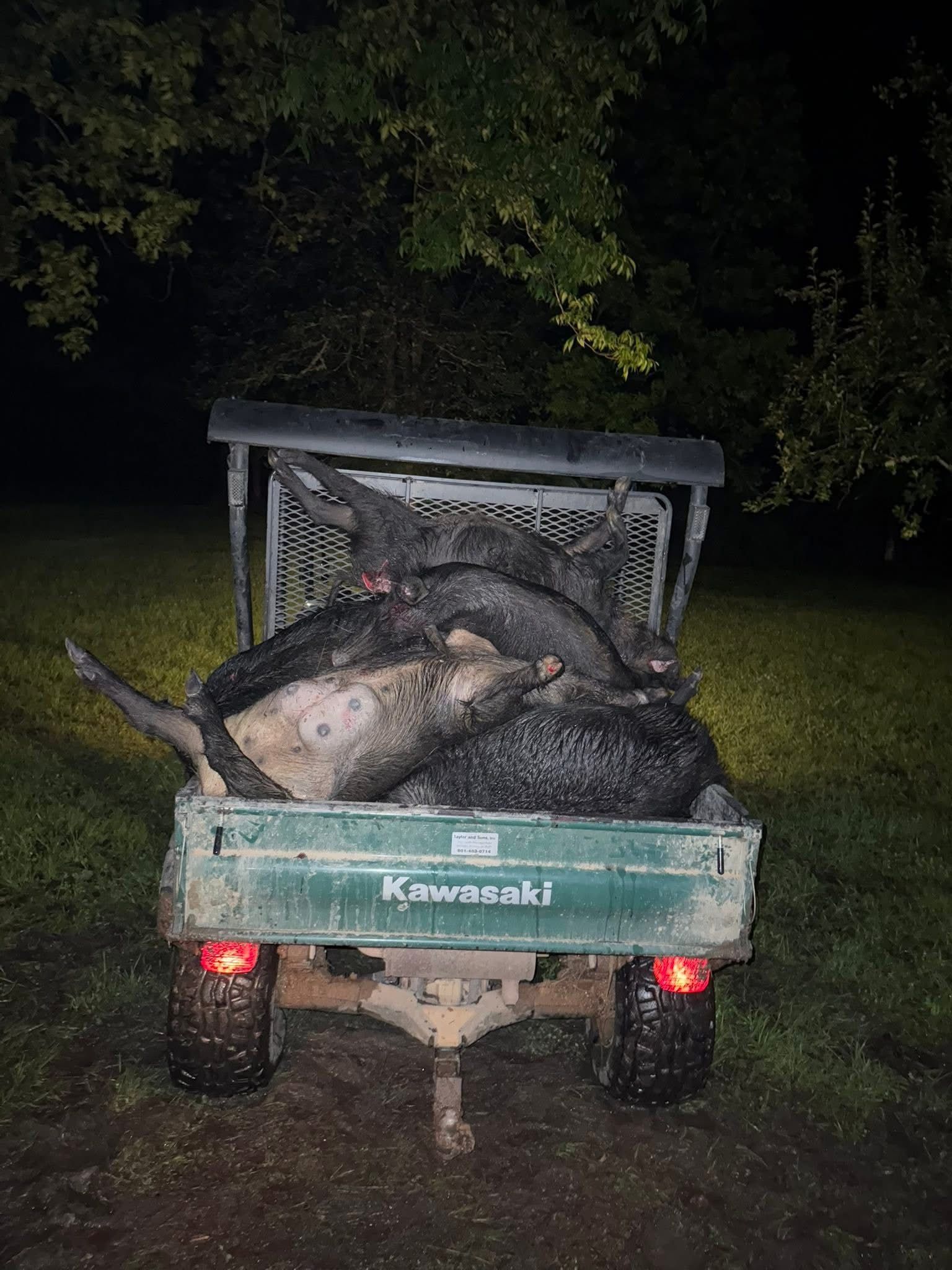 Green Kawasaki utility vehicle filled with several dark-colored wild hogs at night.