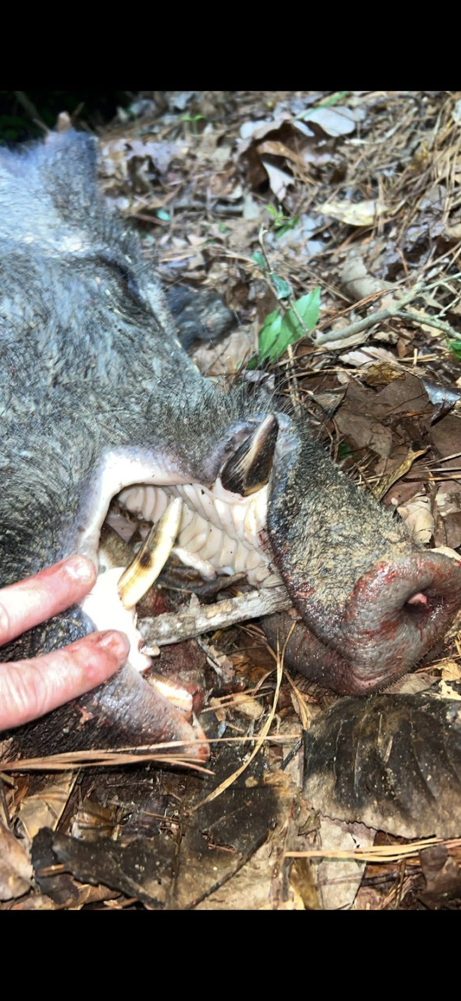 A dead javelina in a forest setting, with a person's hand touching its snout.