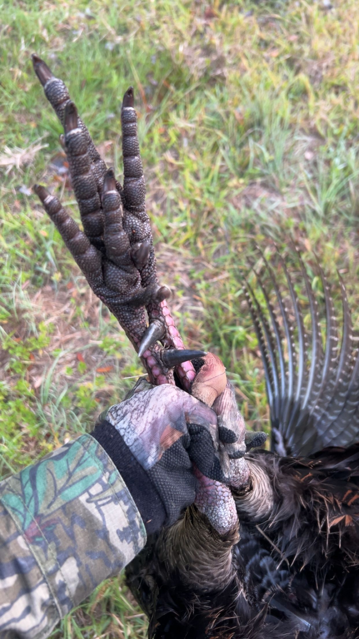A gloved hand holds a turkey's foot, showing its dark, scaly legs and talons.