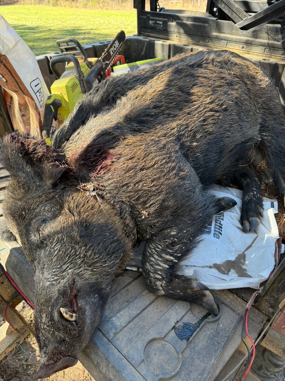 Dead wild pig on a wooden surface, with a chainsaw nearby.