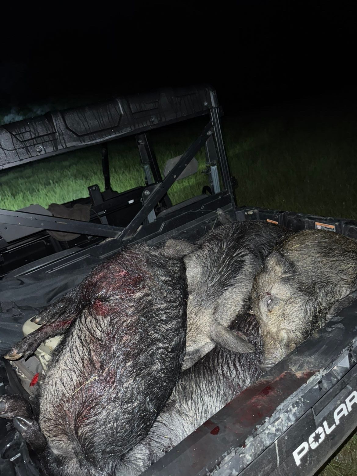 Wild boars in the bed of a utility vehicle at night. Blood is visible.