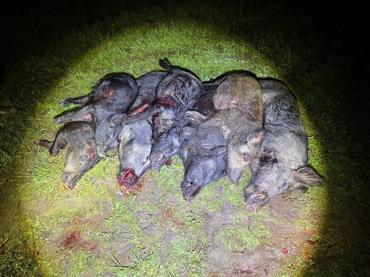 Pile of severed wild hog heads on grass, likely after a hunt.
