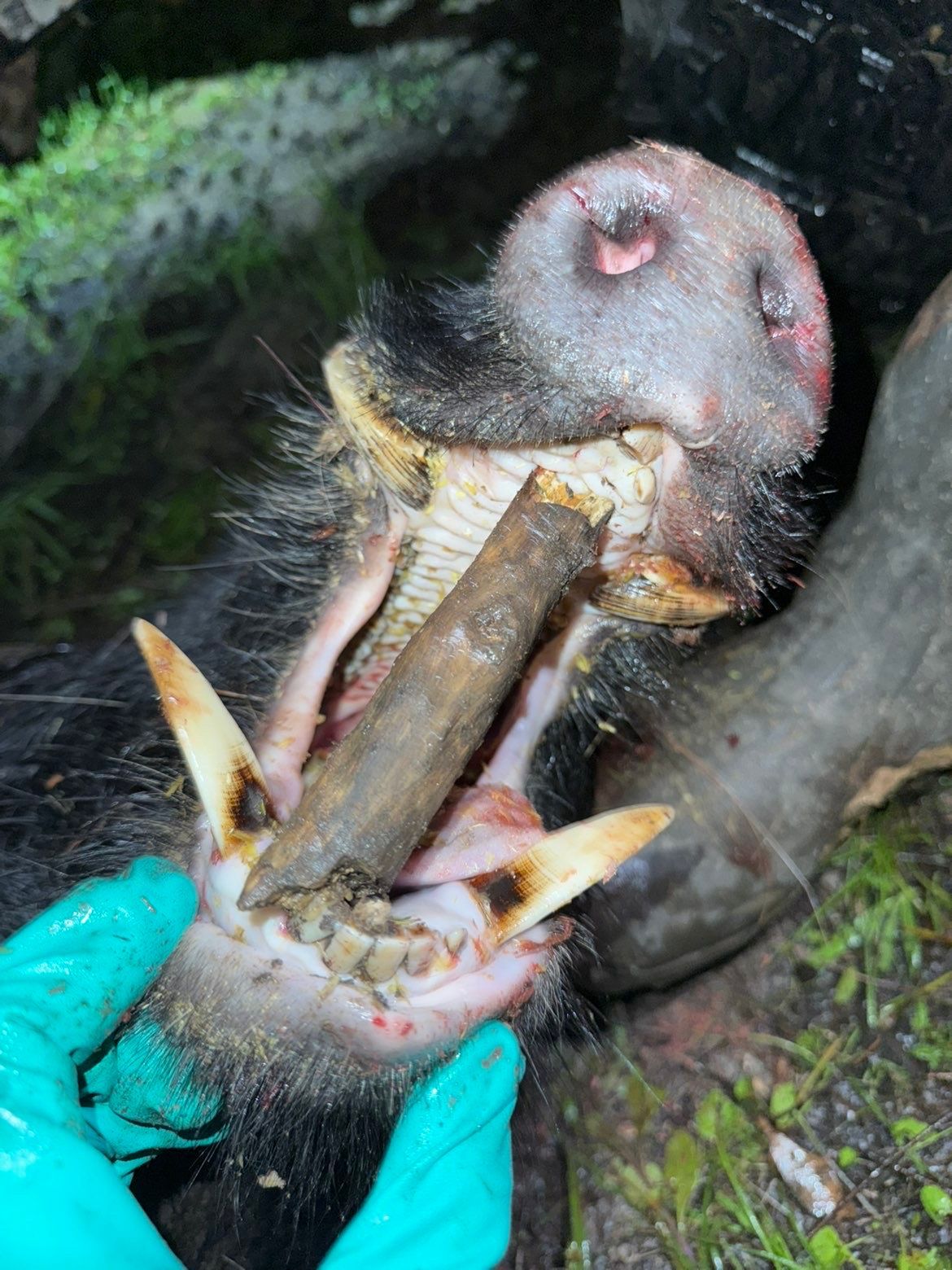 Close-up of a boar's open mouth, showing tusks, teeth, and a stick lodged inside. A gloved hand holds the boar.