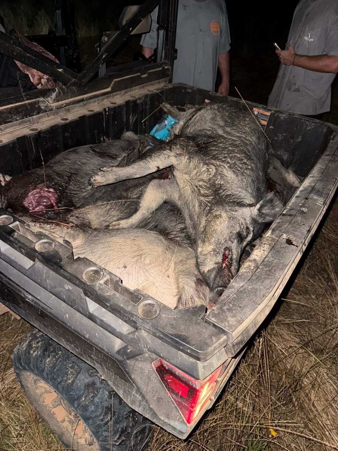 Wild hogs in a utility vehicle bed, blood visible. People are partially visible. Nighttime.