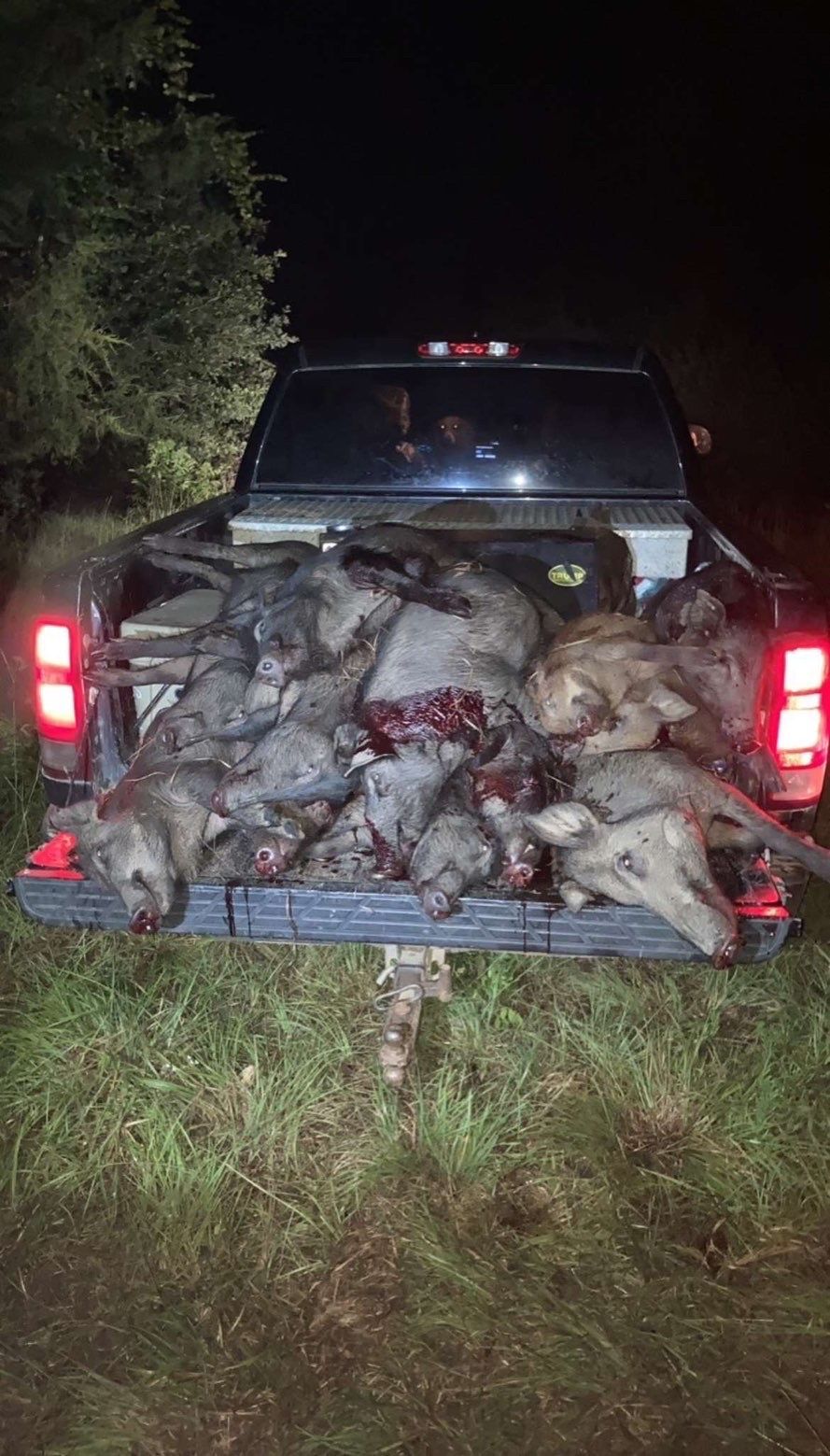 Pile of dead wild hogs in a pickup truck bed at night.
