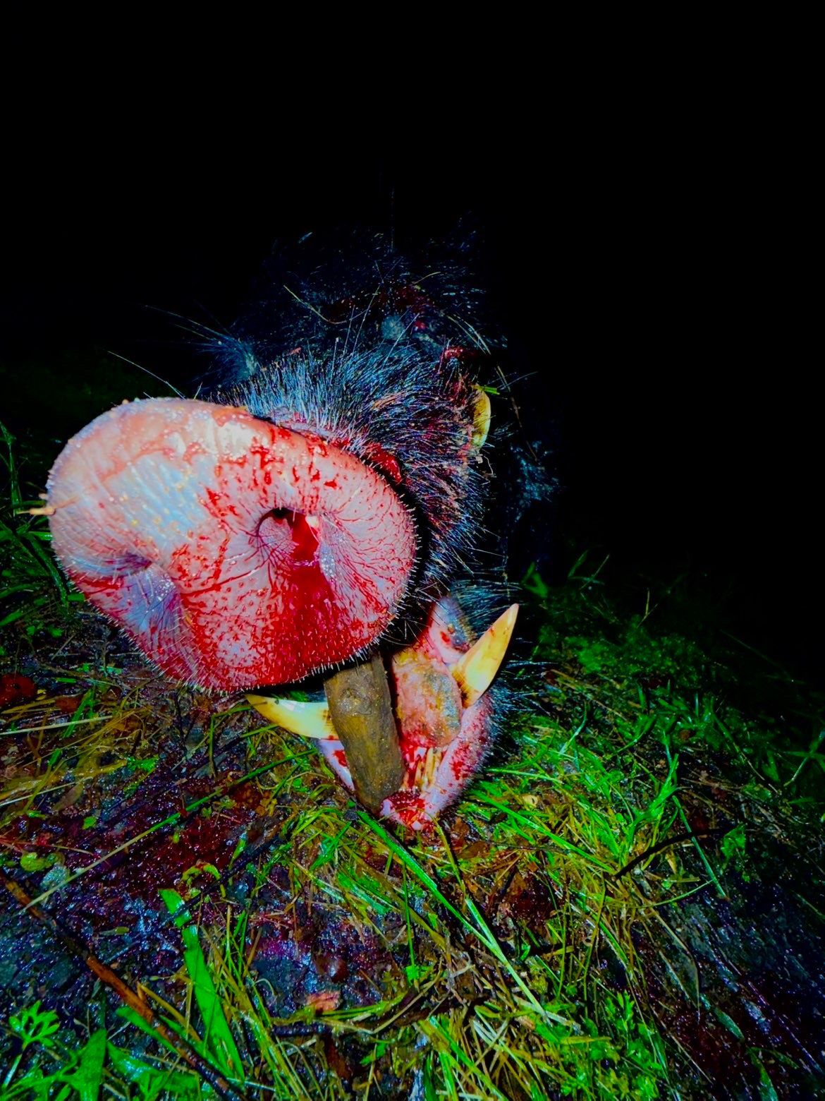 Pig's bloody snout and tusks close up. Grass and dark background.